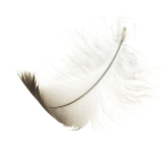 Seagull feather
