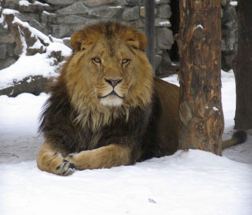 lion-on-the-snow